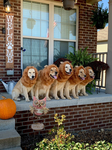 dog lions
