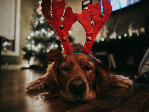 reindeer costume for dogs