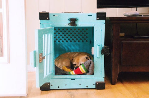 dog sleeping in small teal collapsible impact dog crate