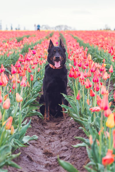 dog smiling in tulip field