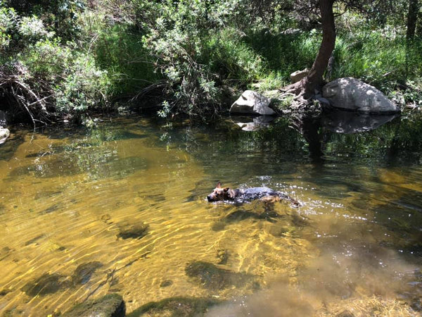 dog swimming in river
