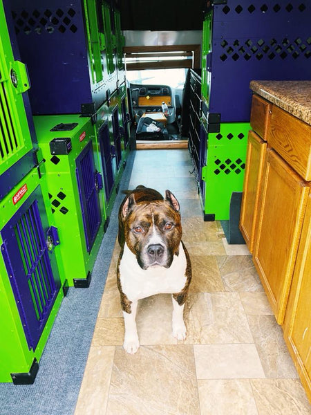 american staffordshire terrier in dog transport rv with stationary impact dog crates