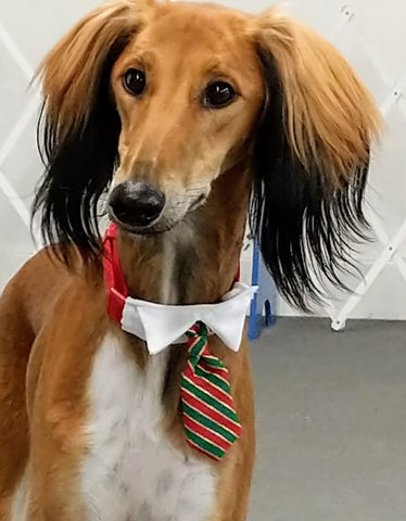 dog wearing xmas tie