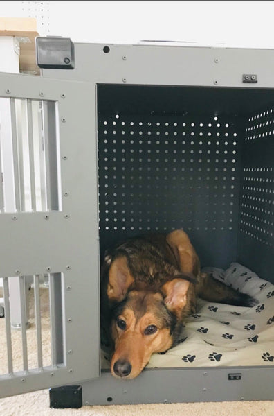 dog with severe separation anxiety comfortable in high anxiety impact crate