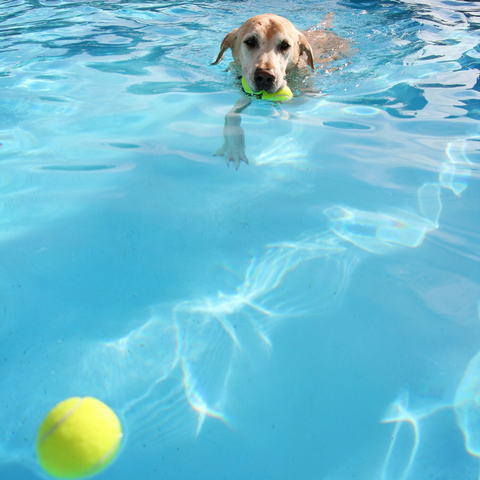 dog cooling off on hot day in pool