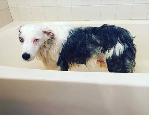 dog doesn't like bath
