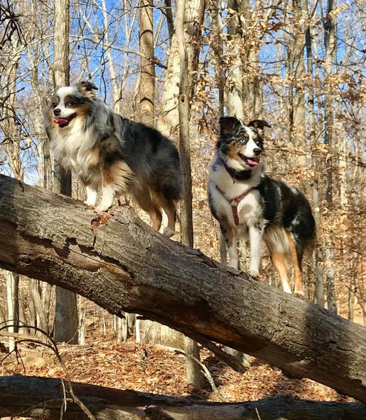 dogs climbing tree in woods