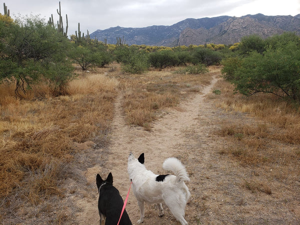 dogs hiking in desert