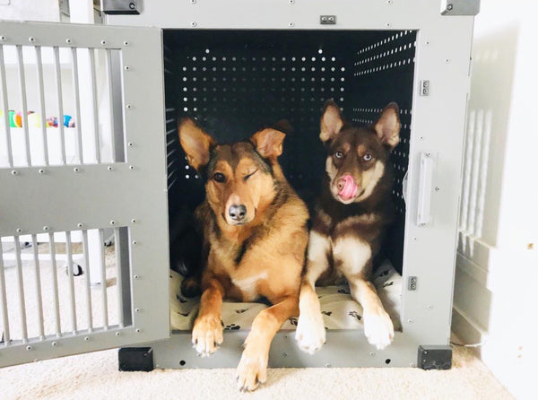 dogs in high anxiety impact dog crate