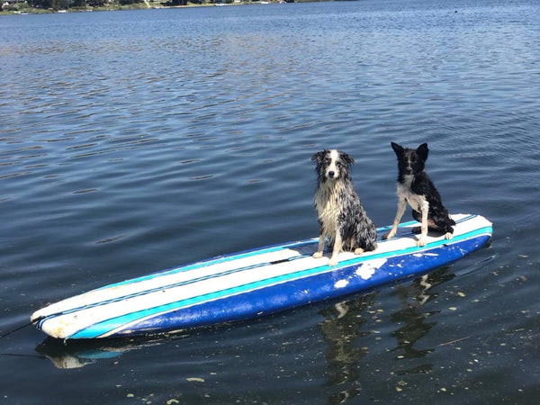 dogs riding on paddle board
