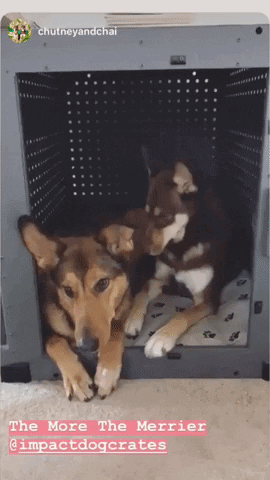 dogs in high anxiety impact dog crate escape proof
