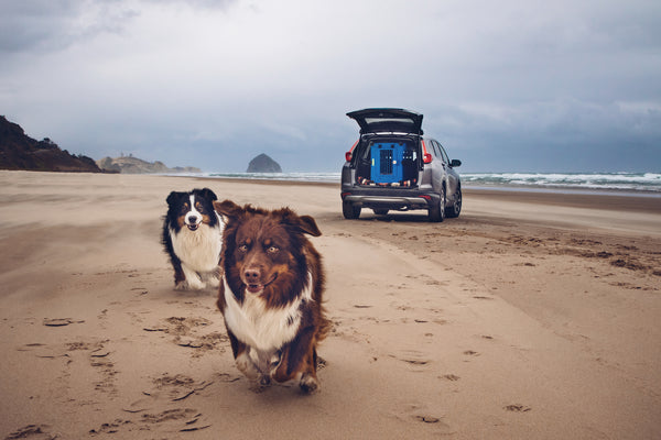 dogs running on beach with dog crate in car in background