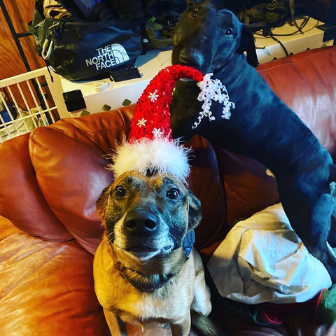 dogs at christmas