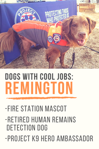 dogs with cool jobs remington pinterest