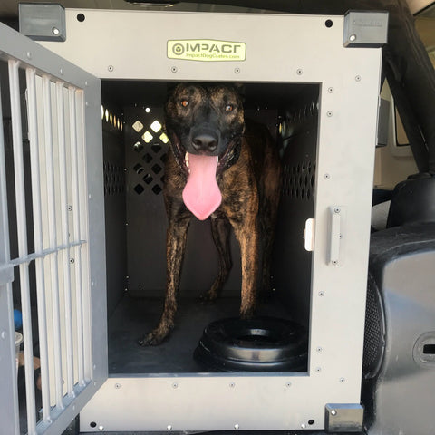 dutch shepherd in stationary impact dog crate