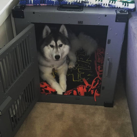 husky in high anxiety crate