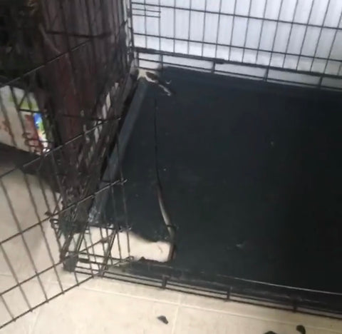 husky escaped wire crate