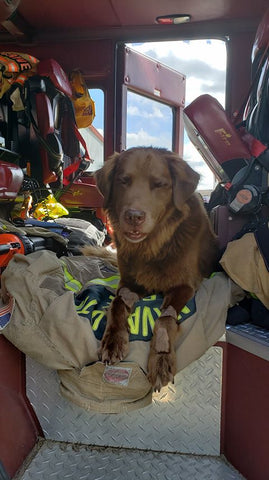 dog in fire truck