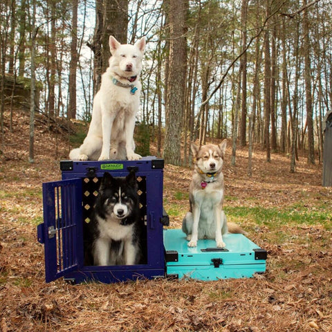 purple teal folding dog crates