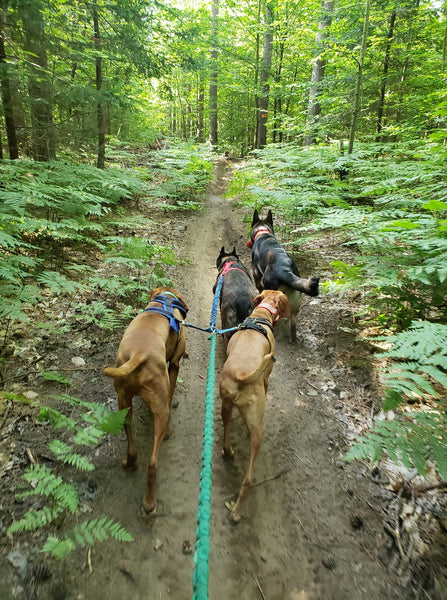 four dogs hiking in woods