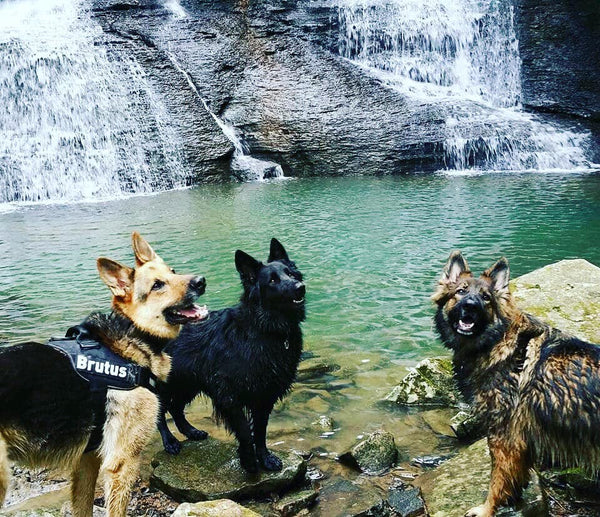 german shepherd dogs hiking waterfall