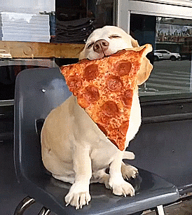 puppy holding pizza