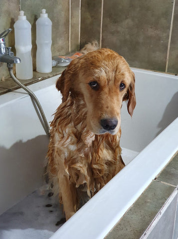 golden retriever bath time