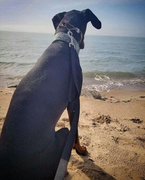 great dane dog at beach