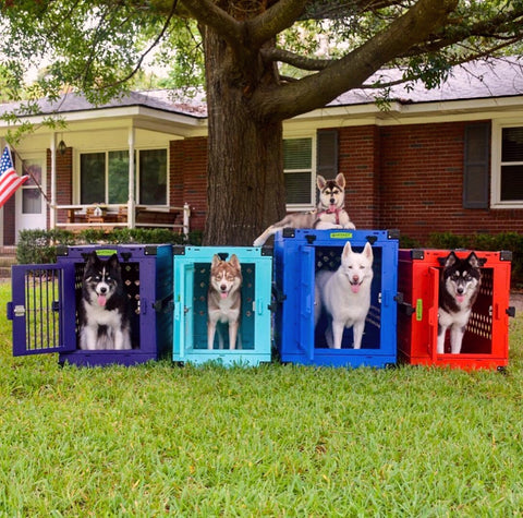 huskies in colorful collapsible impact crates