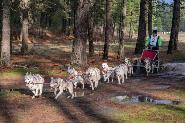 huskies mushing pulling scooter in fall