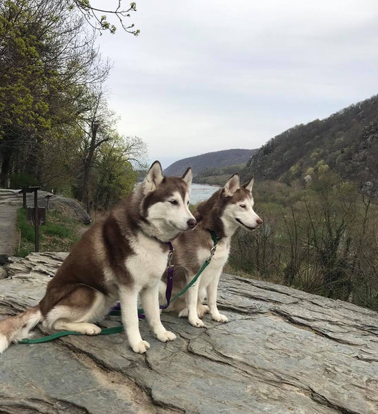 huskies on rock hike