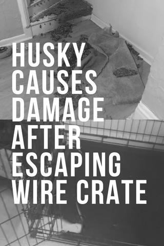 husky causes damage after escaping wire crate