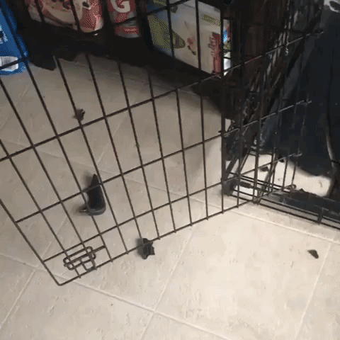 husky chews through wire dog crate