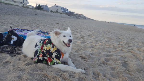 husky dog at beach