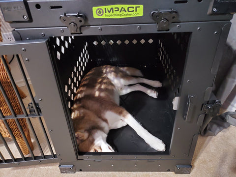 crate training husky