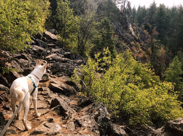 husky dog hiking farragut state park