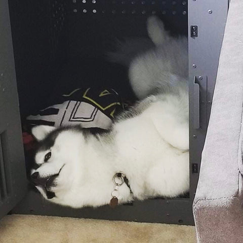 husky sleeping in high anxiety crate