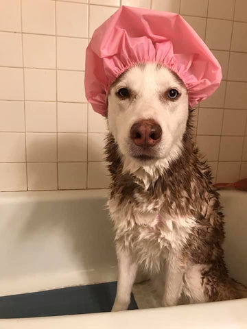 husky shower cap