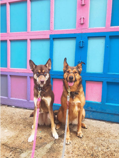 cute husky mix dogs in front of vibrant wall