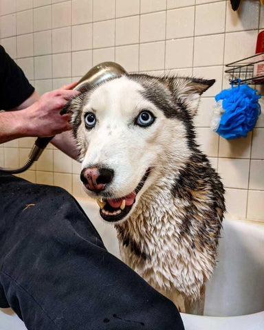 husky taking a bath
