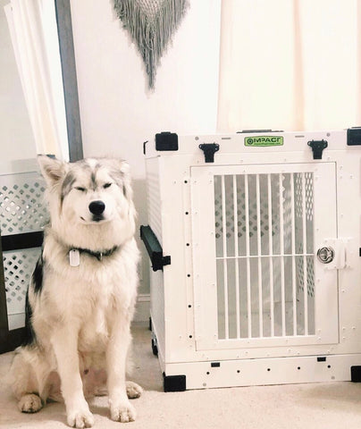 white collapsible impact crate for husky