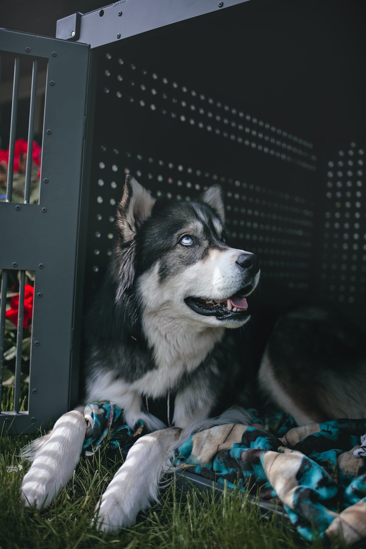 husky in high anxiety impact crate