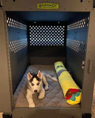 husky puppy in collapsible crate