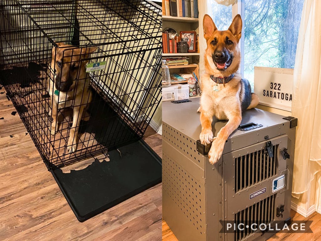 german shepherd escape wire dog crate