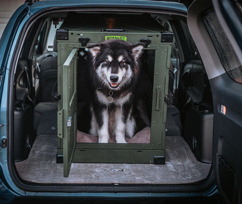 malamute in custom dog crate