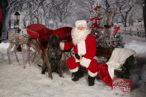 mastiff meets santa