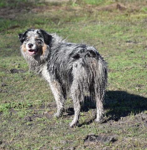 muddy australian shepherd
