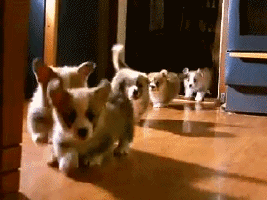 puppies running gif