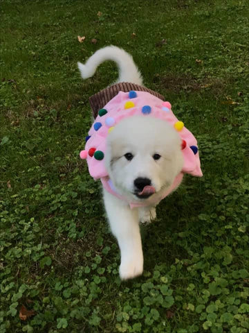 puppy in cupcake costume