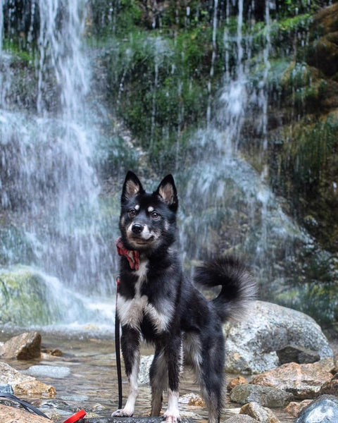 puppy at waterfall